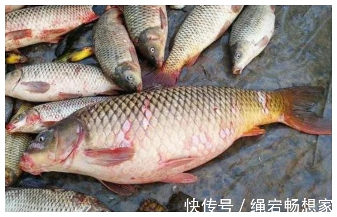 鱼贩|请停止食用这4种鱼,可能含有甲醛和重金属,鱼贩别扩散了