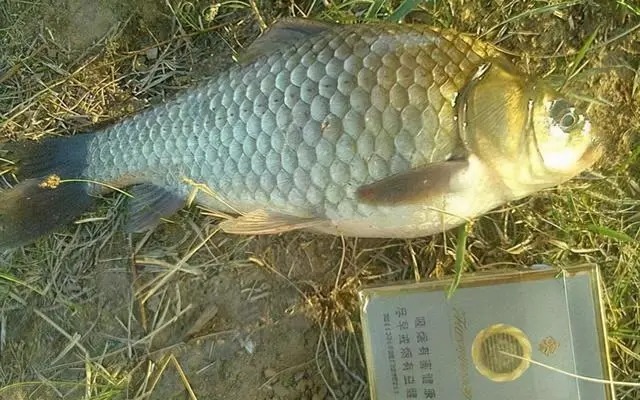 熟悉掌握鲫鱼的五个生理习性,哪个季节都能轻松钓到大鲫鱼