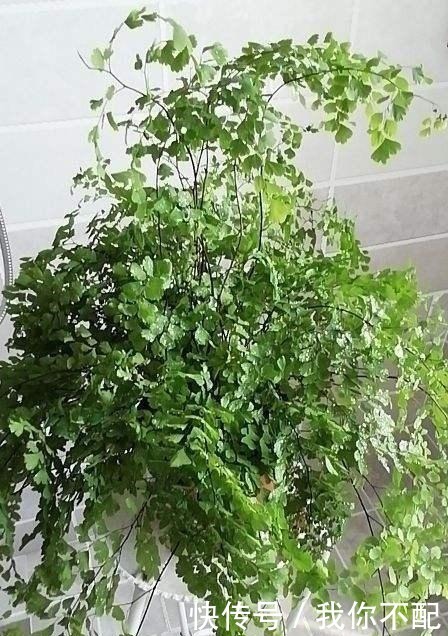 净化|最适合养在卫生间的花，一盆就能净化空气，赶紧养起来啦！