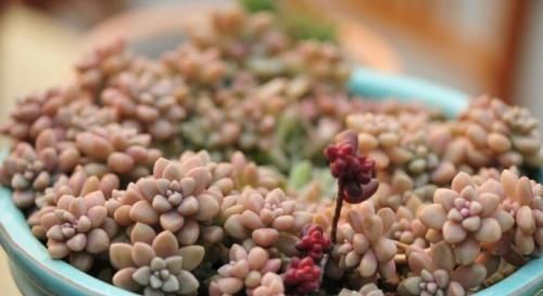 植株|这几种奶萌奶萌的治愈系小巧多肉,你家里有吗