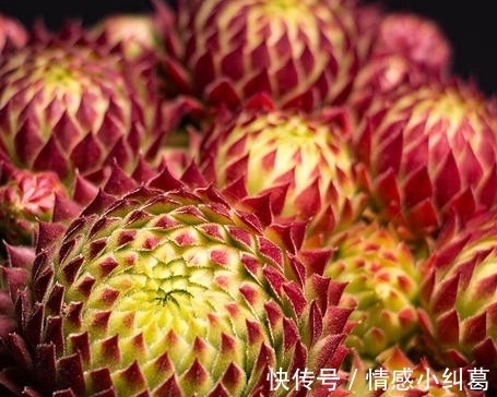 观音莲观音莲|网友推荐,最好养的多肉,你觉得靠谱吗