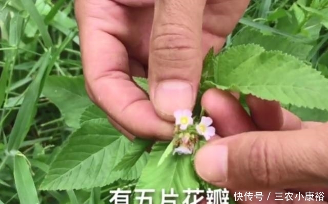 专治|玉米地里长了一种天然“皮炎平”,专治各种皮肤病,遇到请珍惜!