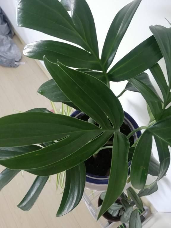 龟背竹|超耐阴的5种绿植,特别小众,见过三种就是见多识广