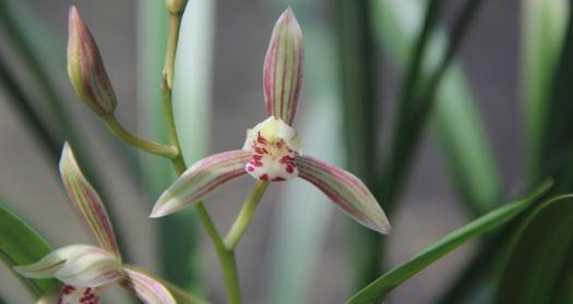 春到了建兰要想美,管理有技巧,大家来看看吧