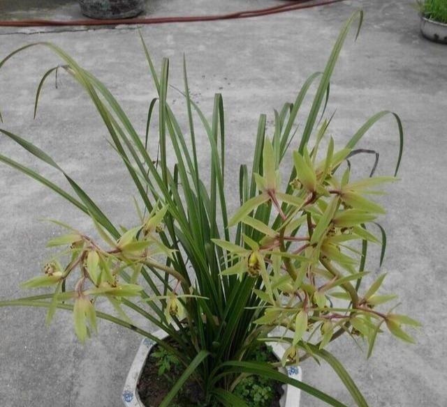 这三种花虽然丑,古代“大户人家”最爱养,“寓意好”遇水就疯长!