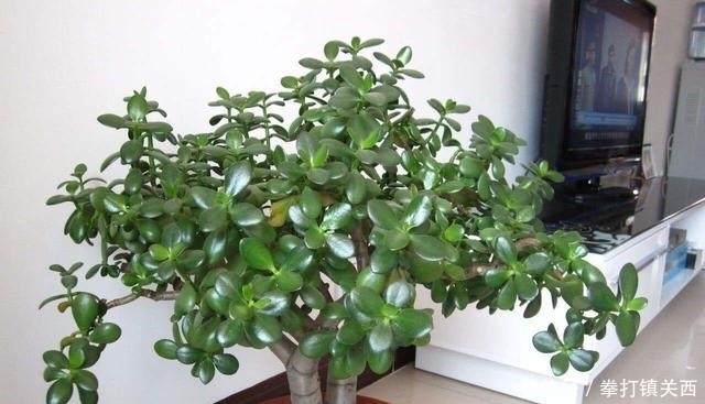 冬天|冬天绿植怎样保暖、防寒?做“2步”,不掉叶不烂根,漂亮又耐冻