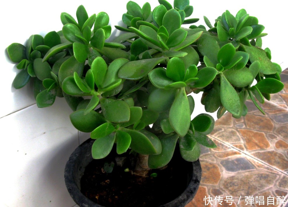 浇水|盆栽玉树出现黄叶烂根症状,别人一看就知道你不懂养花