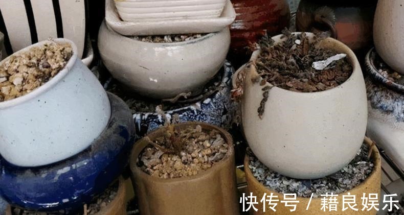 腐叶土|该怎么调配土壤?摸清这3种介质的特性,养花不愁土质不适合