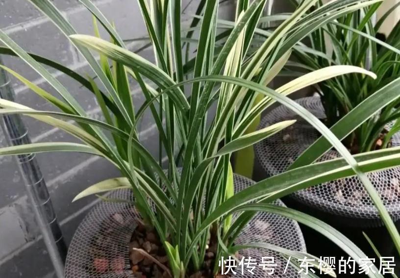 茎叶|“高岭之花”兰花,家庭盆栽,为什么总爱黄叶病变?