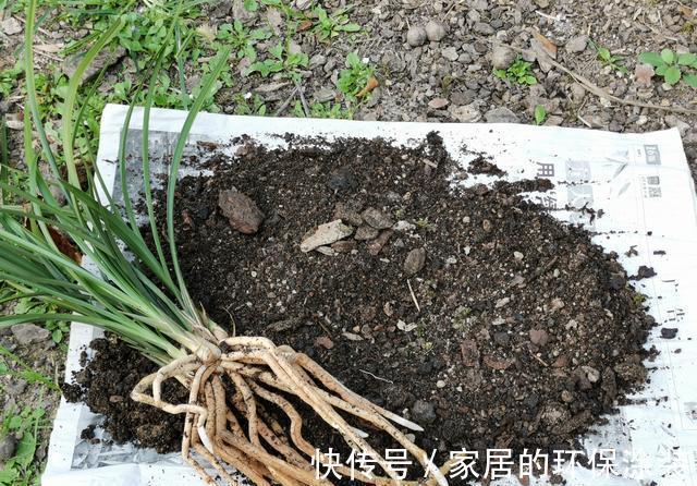 兰花|用细土种植兰花，真的会烂根腐苗吗？兰友：真正的窍门没弄懂