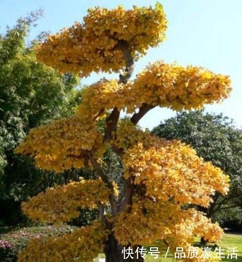 客厅|爱在客厅养树,就养“木质化强的树”,形成“老桩”后能卖好几万!