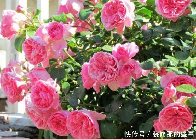 4种花是“开花大户”，一次开放100朵，漂亮上档次，越养越喜欢