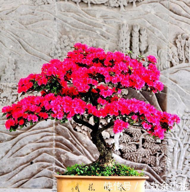 月季|新手养花“黑名单”，新手最好敬而远之，这些花买了也养不活