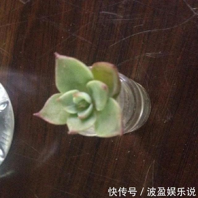 多肉|几天不打理,多肉全都有了“白胡须”,这该怎么办需要剪掉吗