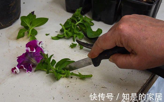 盆栽|养盆栽矮牵牛的时候掌握这几点,可以避免病虫害滋生