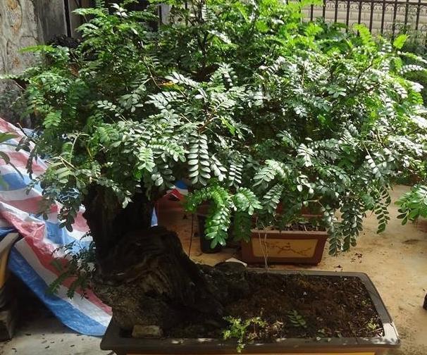 把“福气树”养在家，养越久越“值钱”，还能吸走“甲醛”，值