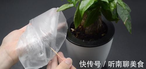 家里有养花的抓紧看看，学会这招，不烂根不生虫，花草越长越茂盛
