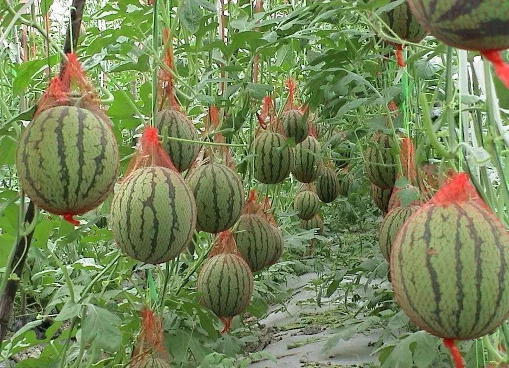 立冬后别买“4菜3果”,全都是反季的,难吃营养低价格还贵!