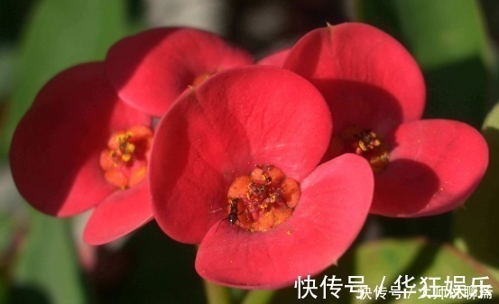 养花就养“它”,比绿萝好养,四季开花,花色多,一盆能养一辈子