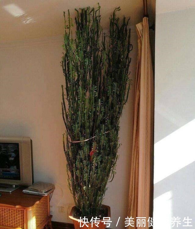 开着小花的龙骨花,变成苍劲的小盆景,气派大方真好看!