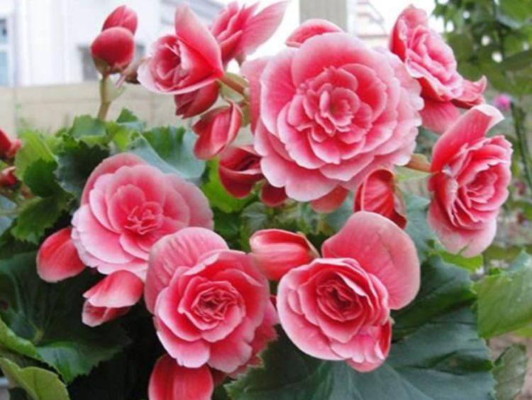 夏天养此款花卉,随便一养成花海,花开一茬接一茬!