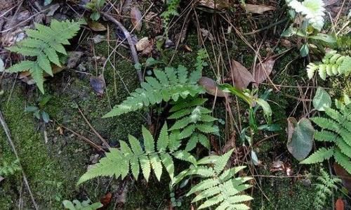  野草|提个醒：村边遇见此野草，不妨采些回家，现在知道还不晚！