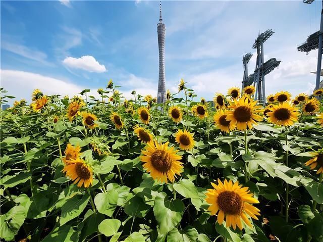 向日葵|好火！10000m金黄色花海！错过又要等！