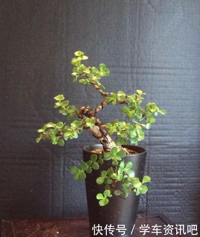 通过修剪和蟠扎,将金枝玉叶养成盆景,这几个基本的技巧要学好了!