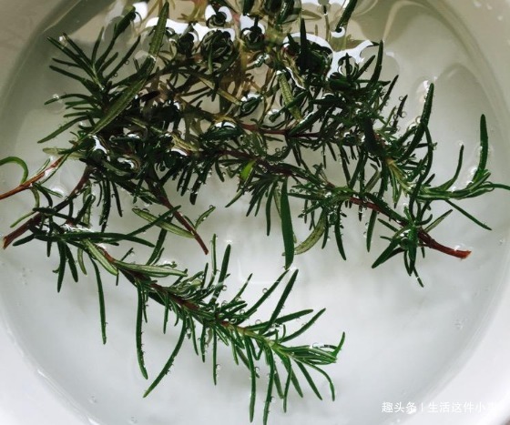 细菌讨厌的3种植物，家里养一盆，不仅好看，还能省去很多医药费