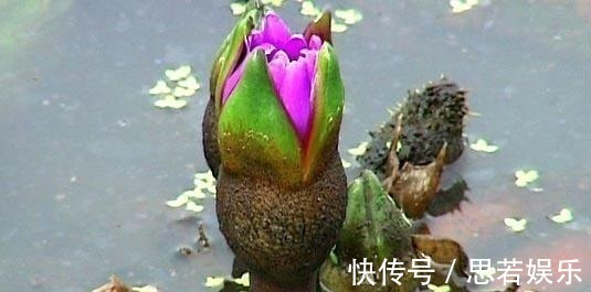 水中人参, 水里捞起来一斤卖十几块钱, 剥开一斤价格达到八十多