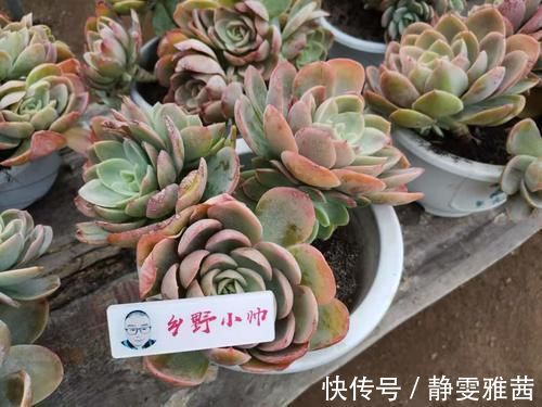 冬季养多肉,了解怎样“懒”怎样“勤”,冬季多肉才会美美哒