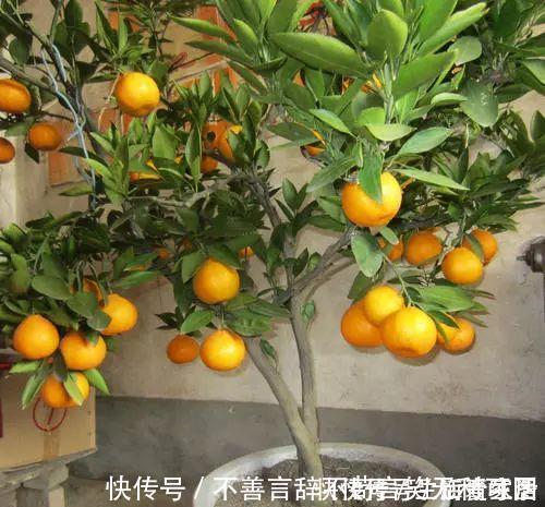 阳台上|还在苦苦养花吗?今年都流行种果树了,开完花就结果,味甜真不错
