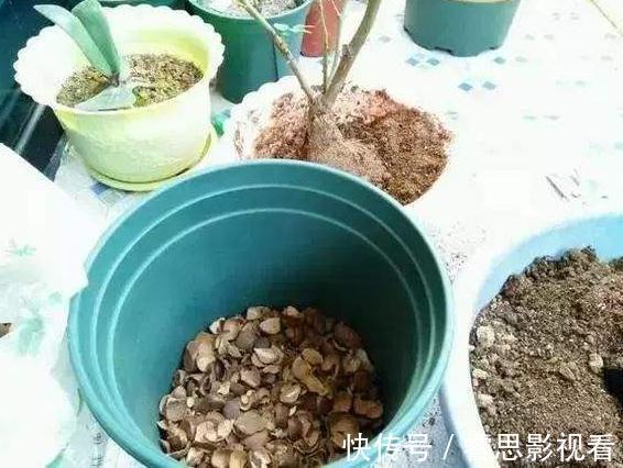 养花还买花肥？家里的此几样“垃圾”扔盆里，植物叶油绿、开花艳