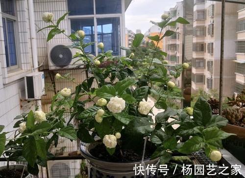 养护|茉莉中“老大难”，虎头茉莉真难养？牢记4技巧，轮番开花赛牡丹