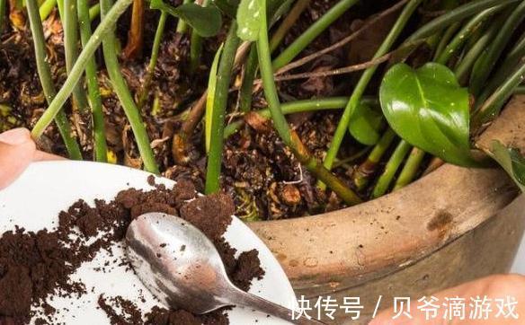 盆土板结怎么办，教你学4招，土壤松软如面包，快瞧瞧吧