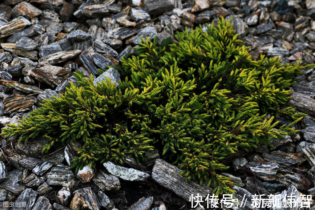 矮化剂|树木盆景是怎么矮化的?8个方法助你的盆景成为“活着的艺术”