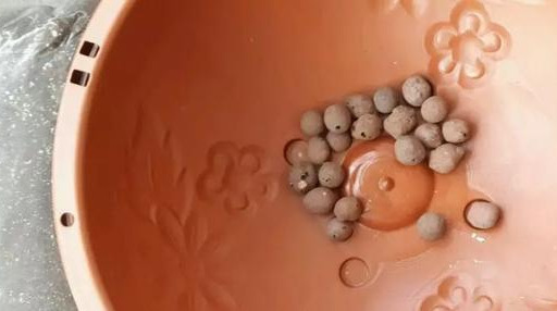 养花技巧花草换盆不懂这3点难怪换完盆就黄叶枯死