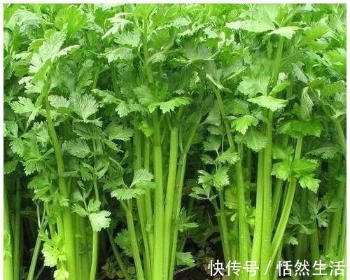 玉米|养肝就是保命!3种蔬菜,养肝护肝,肝脏“舒服”,人才更显年轻