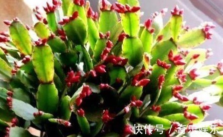 根壮|养蟹爪兰,盆里扔点“它”,根壮、叶绿,40天不管开爆盆,简单!