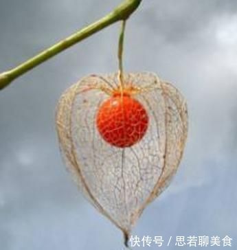 小知识|这种野草人称“红菇娘”,果实似灯笼,以前不识货,如今想吃难了