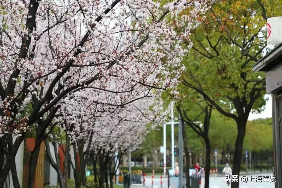 马鞭草|月月有花看，季季有花开！这个“花的世界”惊艳你的一年四季！