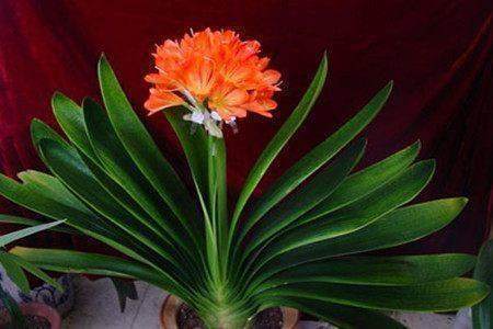 君子兰养的好不好,别总是给花换土,现在就教你,结果太喜人