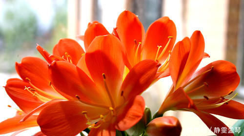 养花总是烂根，盆土中加点东西，养花再不用担心会烂根了