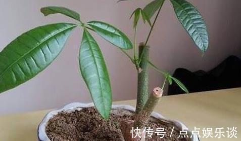 月季花|2种花“太名贵”，想养不用买，剪1段“小枝”就能扦插，生根快！