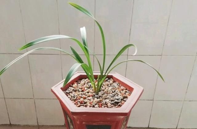 花友们|“它们”是天然的氮磷钾肥,兰花用上了,想不爆盆都难