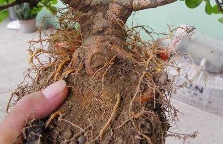 修剪|9月如何养玉树2个“技巧”，让它更加繁茂，枝干木质化，成小树