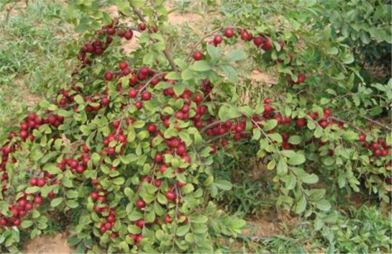 水果|钙含量为水果之最,被称作“钙果”,老人孩子可多吃,如今正当季