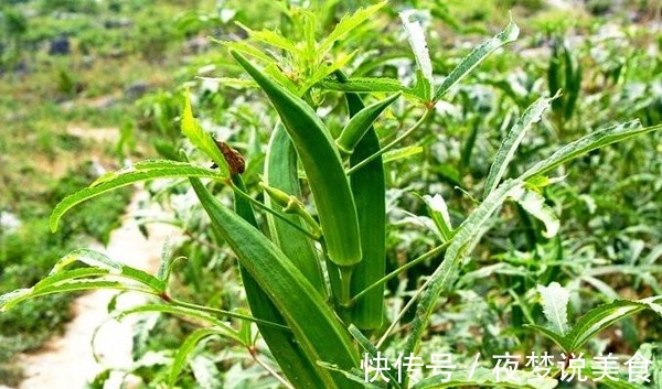 美容养颜|此蔬菜黏糊糊的,女性多吃,美容养颜、排毒减肥、远离子宫癌症