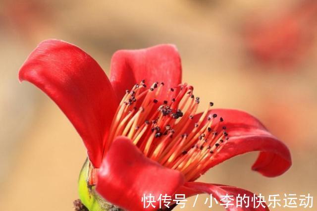 好运花|小雪节气要来，家里要有的3种“好运花”，寓意福临小院满院春光