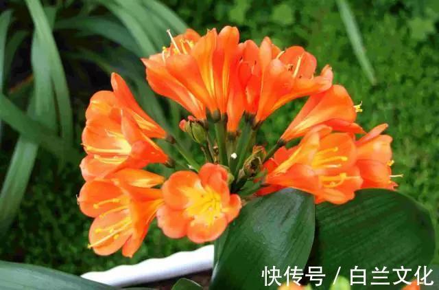 养花知识叫兰不是兰,花却美成仙,看看你家有几盆